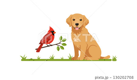 Golden retriever dog sitting near red cardinal bird on green grass vector illustration Golden retriever dog sitting near red cardinal bird on green grass vector illustration 130202708