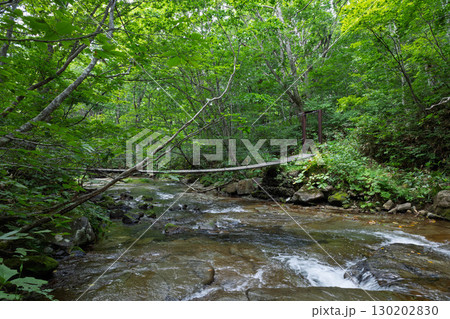 夏の奥志賀渓谷遊歩道 満水川吊り橋 夏の奥志賀渓谷遊歩道 満水川吊り橋 130202830