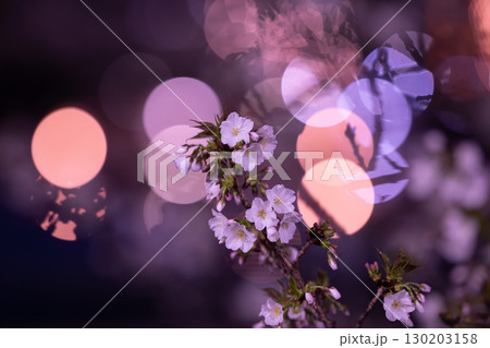 夜桜の花びらを見つめる 夜桜の花びらを見つめる 130203158