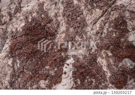 Texture of stone covered with red moss Texture of stone covered with red moss 130203217