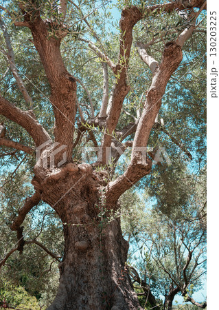 Olive tree with a funny and unusual shape on a sunny day in Crete 130203225