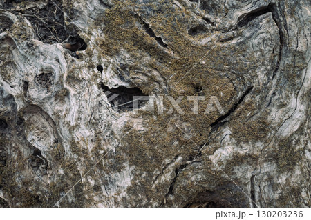 Texture of a huge tree with moss, grooves, and natural grey wooden patterns 130203236