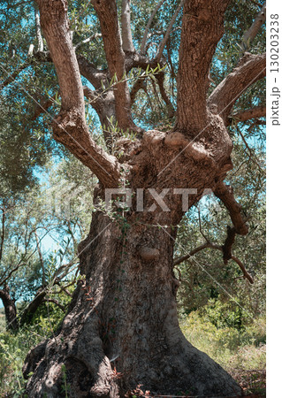 Olive tree with a funny and unusual shape on a sunny day in Crete 130203238