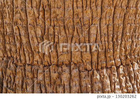 Natural texture of Mediterranean palm bark, brown background of tree bark relief Natural texture of Mediterranean palm bark, brown background of tree bark relief 130203262