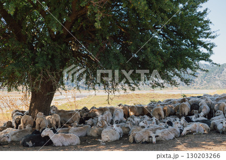 Sheep herd resting in the shade under a tree during summer heat. Sheep herd resting in the shade under a tree during summer heat. 130203266