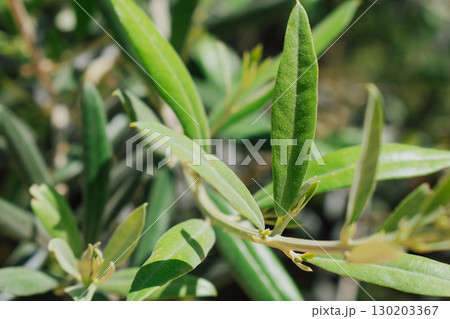 Branch of an old olive tree from Crete. Natural green plant background 130203367