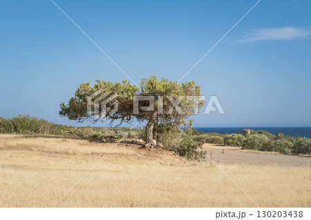 Pine tree shaped like a bonsai surrounded by dry grass near the sea on a sunny day 130203438