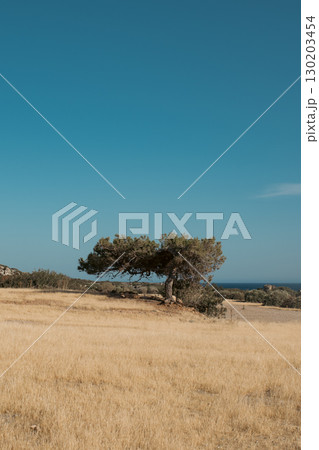 Pine tree shaped like a bonsai surrounded by dry grass near the sea on a sunny day Pine tree shaped like a bonsai surrounded by dry grass near the sea on a sunny day 130203454