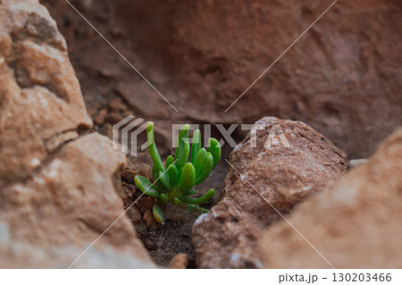Lonely green Dudleya multicaulis succulent flower in the Mediterranean growing from stone. Love and will to life in Greek style Lonely green Dudleya multicaulis succulent flower in the Mediterranean growing from stone. Love and will to life in Greek style 130203466