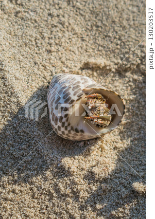 A small crab in its shell on a sandy beach A small crab in its shell on a sandy beach 130203517