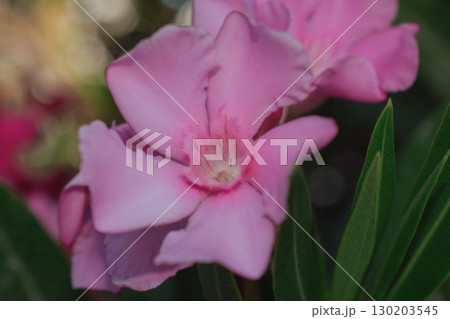 Pink Oleander flower close-up, a symbol of Mediterranean flora 130203545