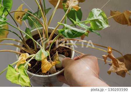 Female hand holding pot with arrowhead vine drying from lack of moisture, leaves turning yellow Female hand holding pot with arrowhead vine drying from lack of moisture, leaves turning yellow 130203590