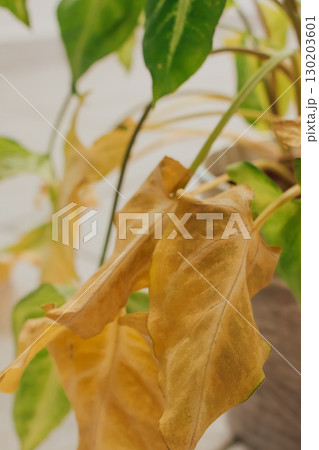 Arrowhead vine houseplant with yellow and green leaves starting to dry from lack of watering 130203601