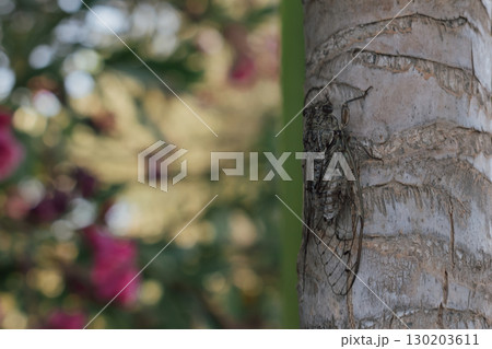 Cicada sitting on tree trunk, common insect in warm climates known for loud mating calls 130203611
