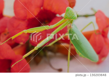 Green European mantis posing and smiling against the background of a red flower 130203648