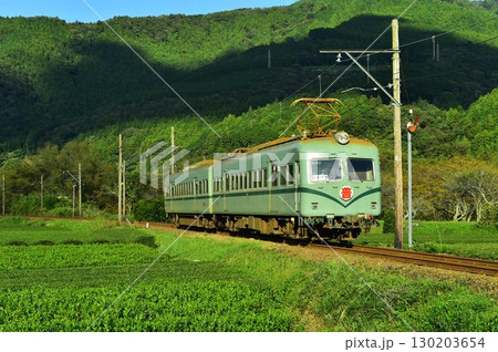大井川鉄道　南海電車　茶畑 130203654