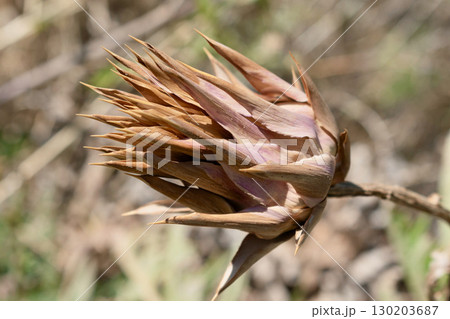Dried artichoke in the Cretan countryside 130203687