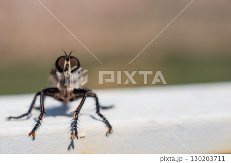 Hairy robber fly with large eyes sitting and posing Hairy robber fly with large eyes sitting and posing 130203711
