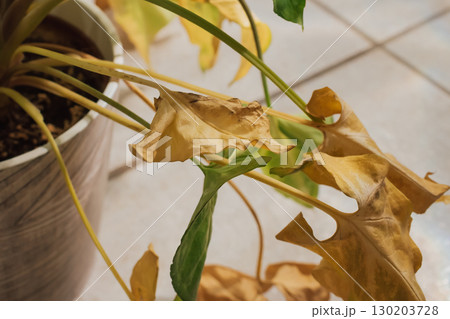 Arrowhead vine houseplant with yellow and green leaves starting to dry from lack of watering 130203728