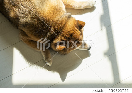 日向ぼっこをする柴犬 日向ぼっこをする柴犬 130203736
