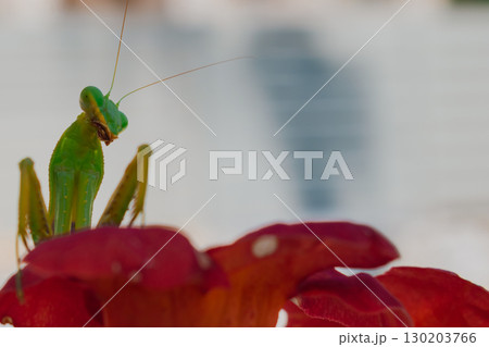 Green European mantis posing and smiling against the background of a red flower Green European mantis posing and smiling against the background of a red flower 130203766