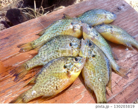 Tiny Sunfish Rainbow Perch 130203819