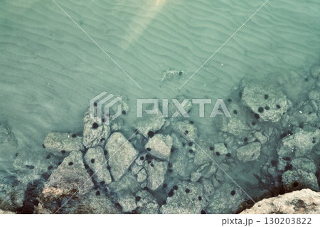 Overhead drone shot of giant sea rocks teeming with sea urchins 130203822