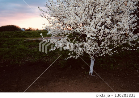 Blooming Apple Tree at Sunset Blooming Apple Tree at Sunset 130203833