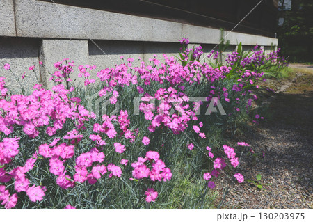 神社の境内に咲くナデシコ 神社の境内に咲くナデシコ 130203975