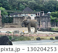 動物園の像 130204253