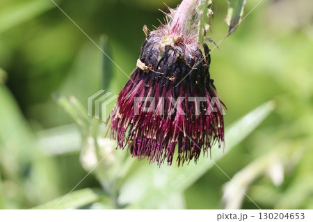 虫がくっついたハチマンタイアザミの花 虫がくっついたハチマンタイアザミの花 130204653