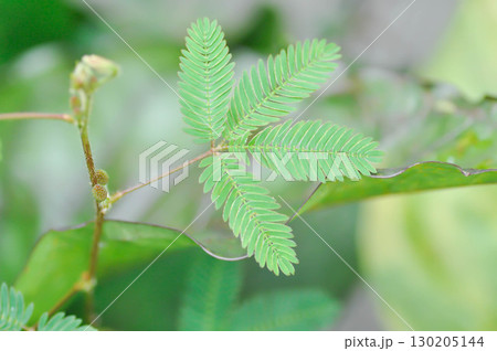 Sensitive plant , Shameplant or Sleeping grass or Mimosa hispidula Kunth or Mimosa pudica L or weed 130205144
