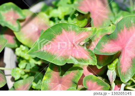 Caladium, Caladium Bicolor Vent or Caladium bicolor or pink and green leaf 130205145