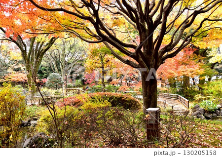 横浜市　横浜公園・彼我庭園の色鮮やかな紅葉と散策路 130205158