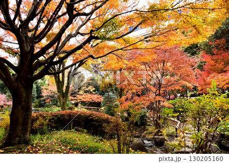 横浜市 横浜公園・彼我庭園の色鮮やかな紅葉と散策路 横浜市 横浜公園・彼我庭園の色鮮やかな紅葉と散策路 130205160