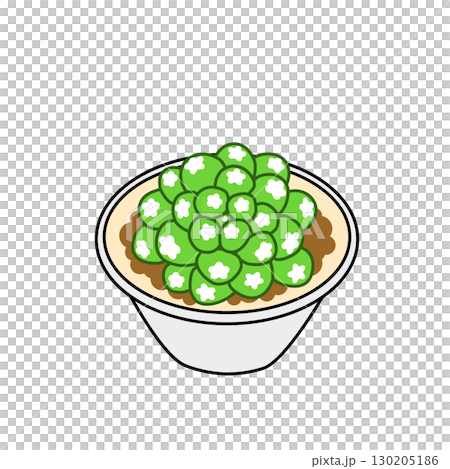 Haworthia (Obtusa) succulent plant Haworthia (Obtusa) succulent plant 130205186
