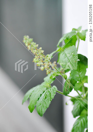 basil or holy basil, sweet basil or Ocimum tenuiflorum or Sacred basil or Lamiaceae plant basil or holy basil, sweet basil or Ocimum tenuiflorum or Sacred basil or Lamiaceae plant 130205198
