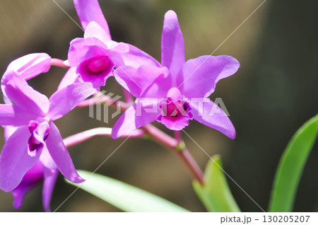 Cattleya or Cattleya lawrenceana, Sir Trevor Lawrences Cattleya or orchid or purple Cattleya 130205207