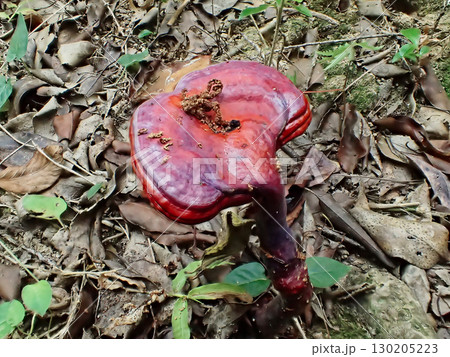 マンネンタケの子実体 130205223