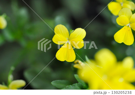 Yellow Pansy or Viola cornuta or Penny Yellow or Viola cornuta Penny Yellow or Pansies or Pansy or Viola or Viola cornuta or  Viola lutea or Viola x wittrockiana flower 130205238