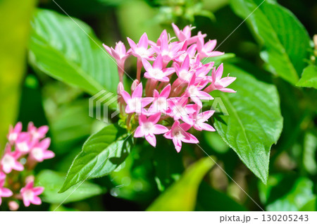 Pentas lanceolata , Egyptian star cluster or RUBIACEAE or Egyptian starcluster or Starflower or pink flower Pentas lanceolata , Egyptian star cluster or RUBIACEAE or Egyptian starcluster or Starflower or pink flower 130205243