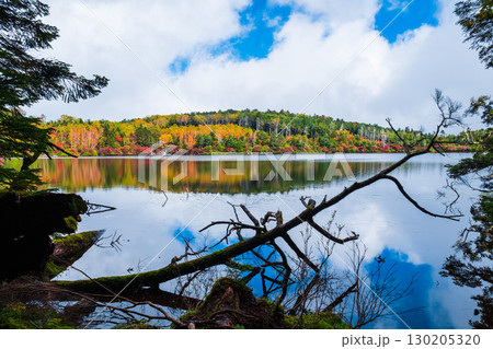 秋の白駒池 130205320