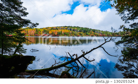 秋の白駒池 130205324