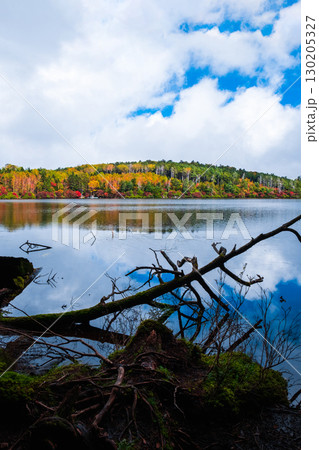 秋の白駒池 130205327