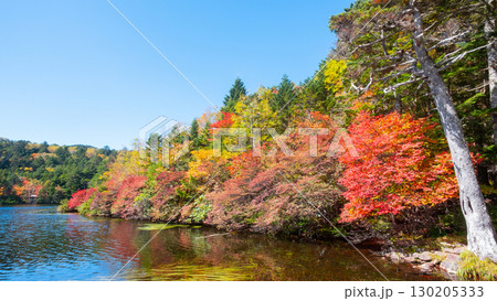 秋の白駒池 130205333