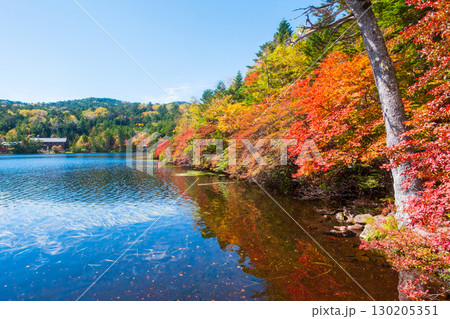 秋の白駒池 130205351