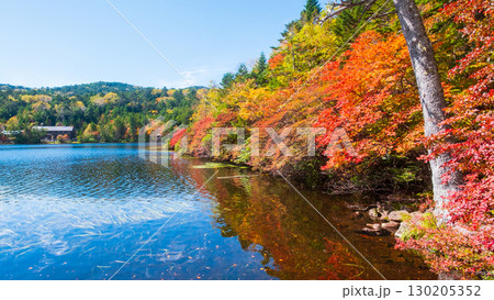 秋の白駒池 130205352