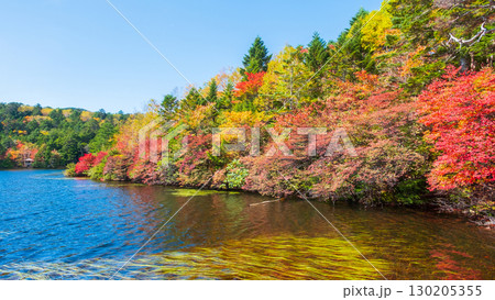 秋の白駒池 130205355