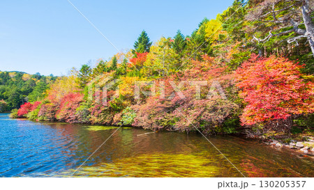 秋の白駒池 130205357