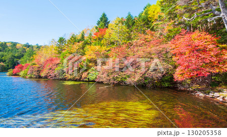 秋の白駒池 130205358